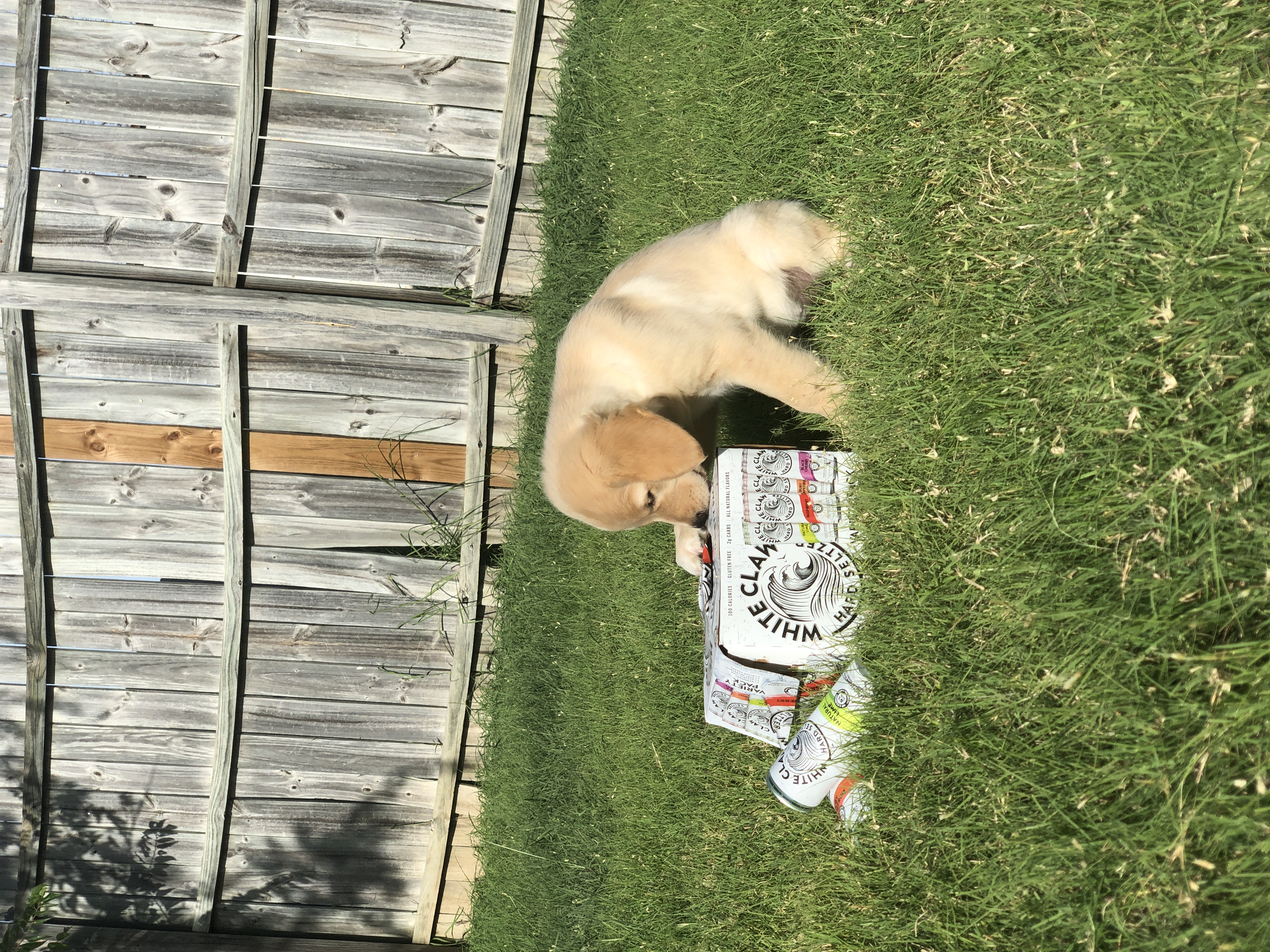 Dog 1